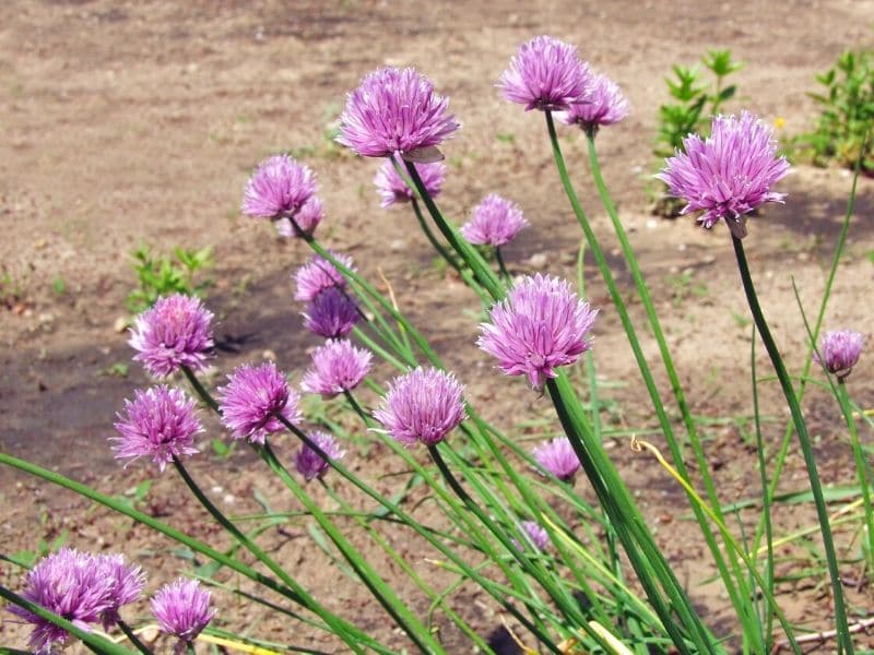 onion flower