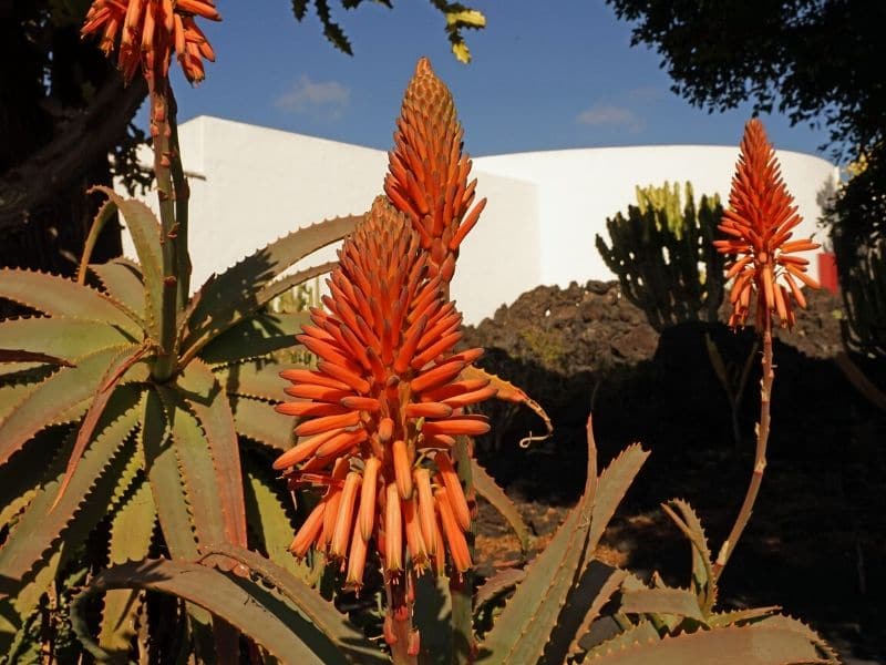 orange aloe vera flowers