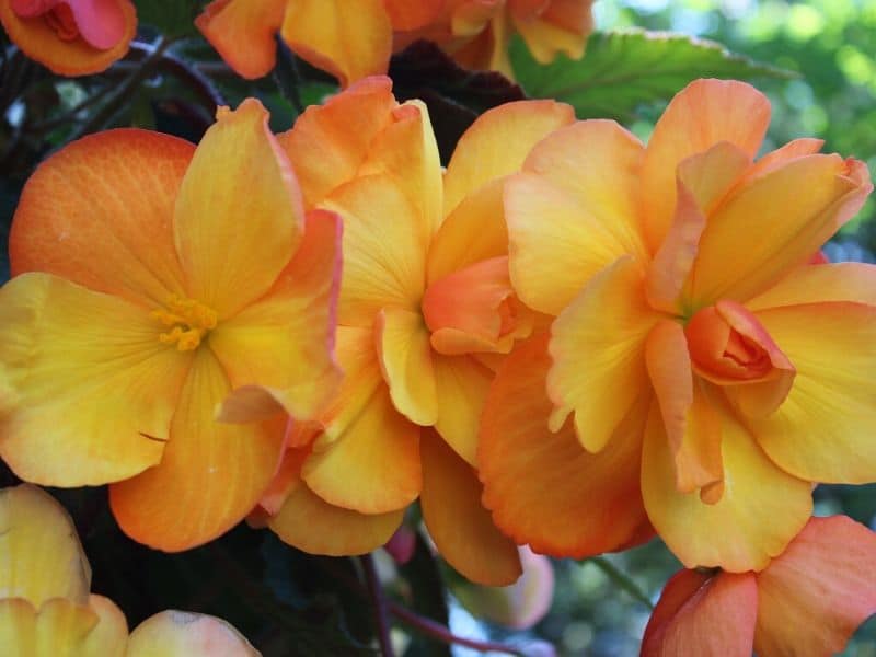 orange begonias