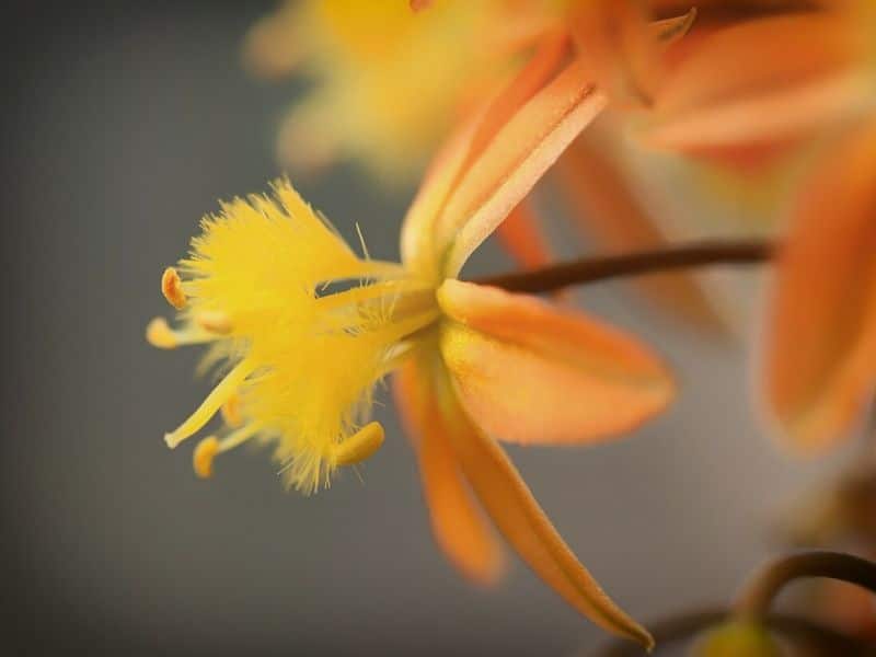 orange bulbine