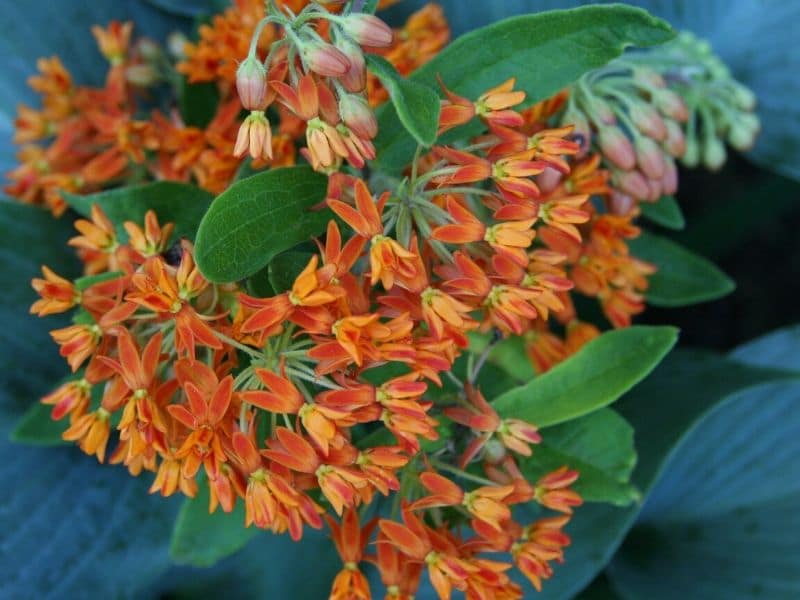 orange butterfly weed