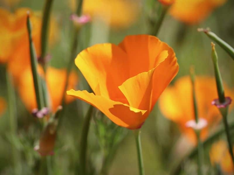 orange california poppy