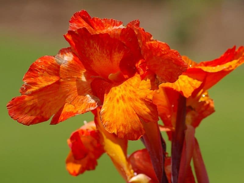 orange canna