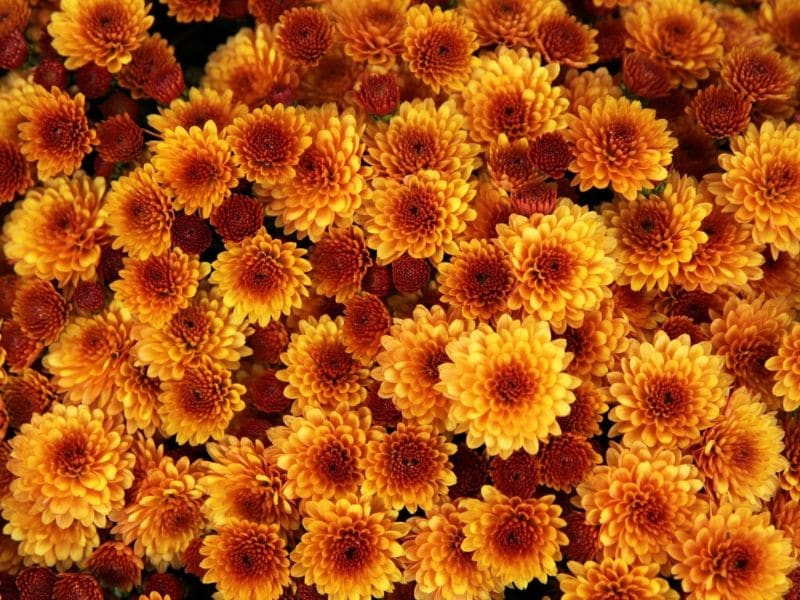 orange chrysanthemums