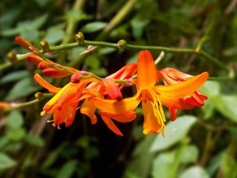 orange copper tips