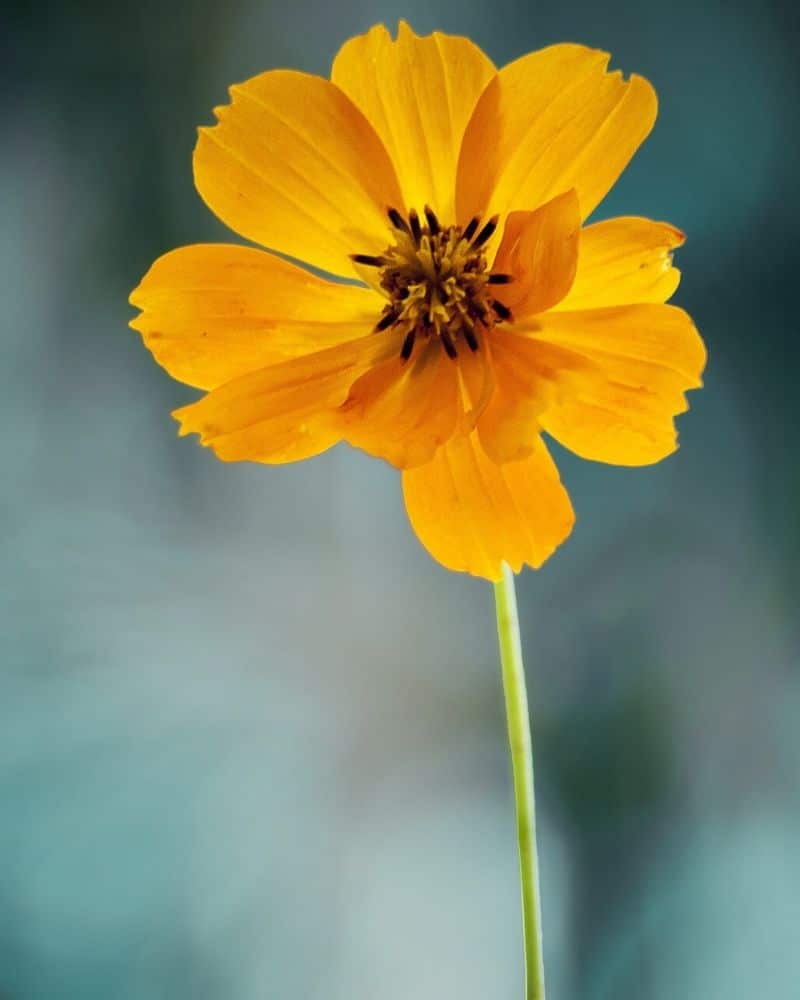 orange cosmos