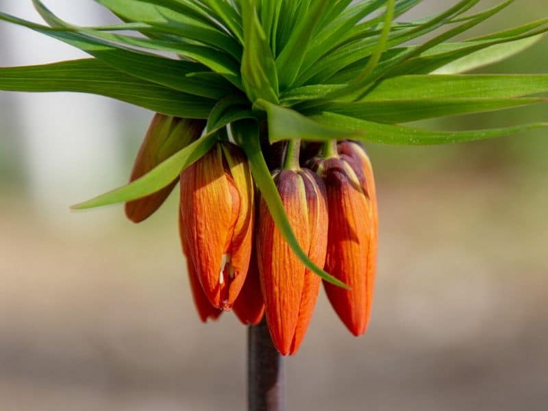 orange crown imperial