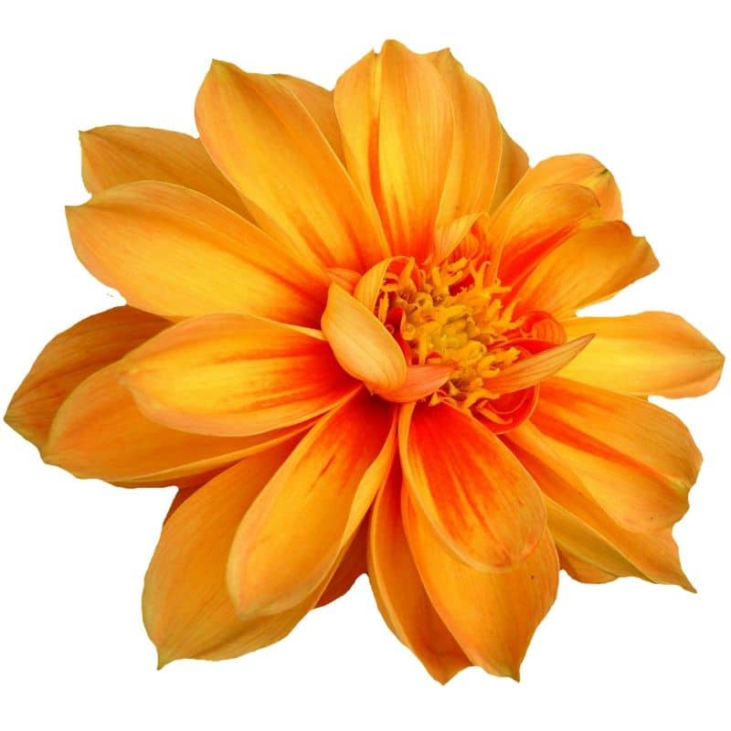 orange flower pictures