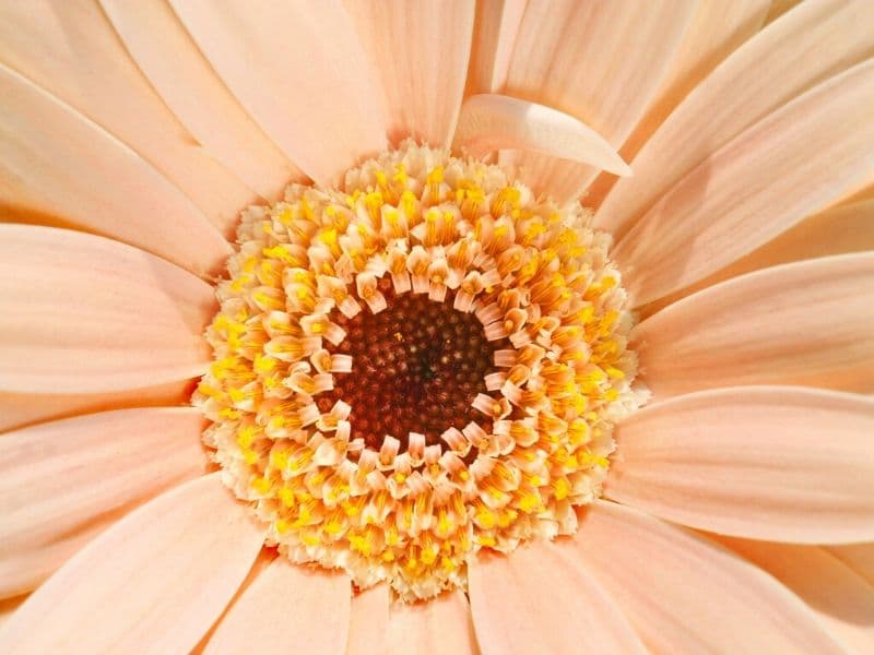 orange gerbera daisy