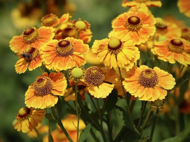 orange helenium