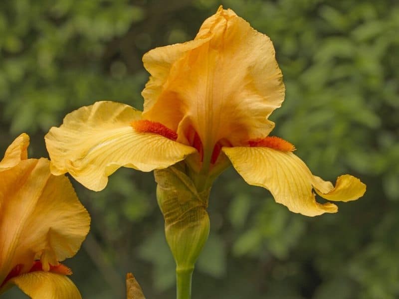 orange iris