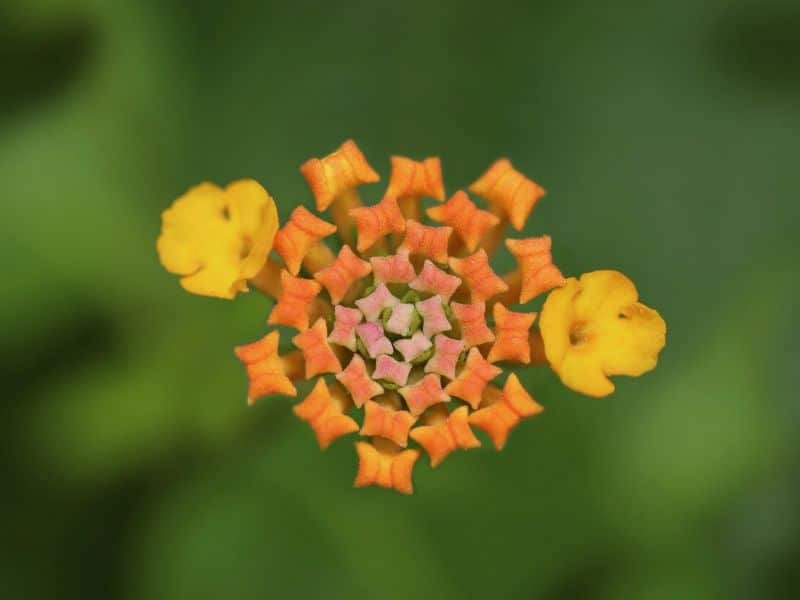 orange lantana