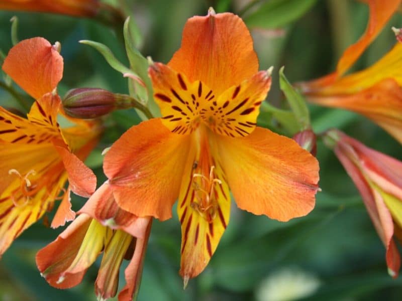 orange lily of the incas