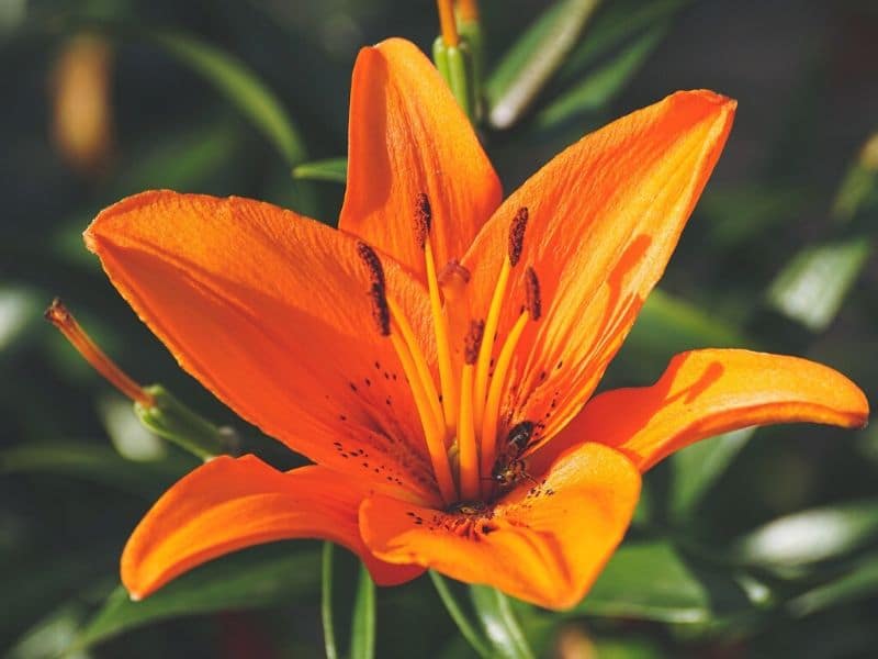 orange lily