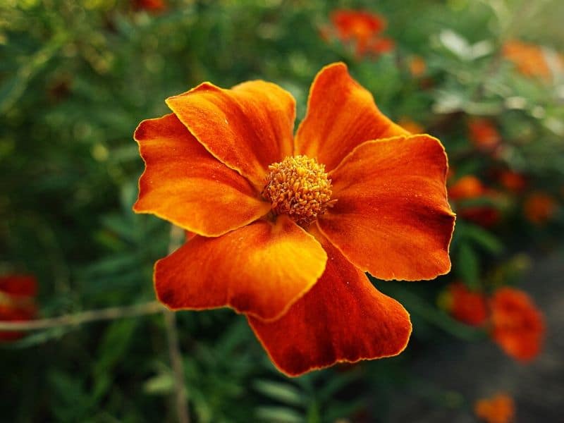 orange marigold
