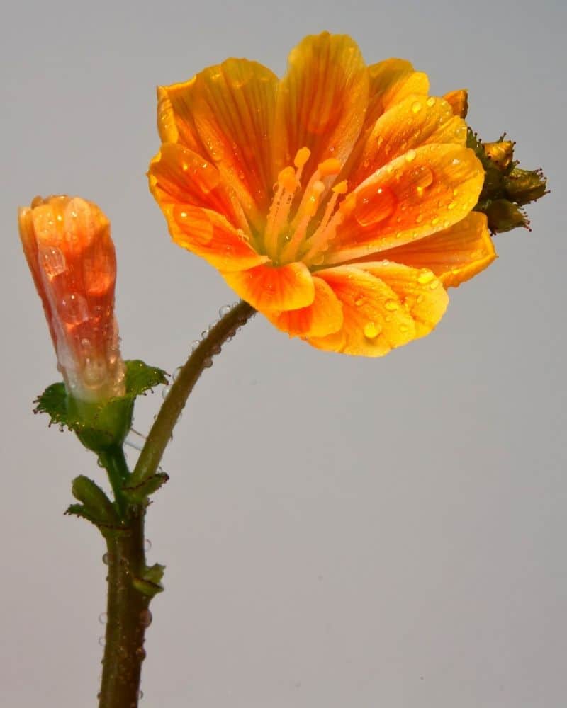 orange nemesia