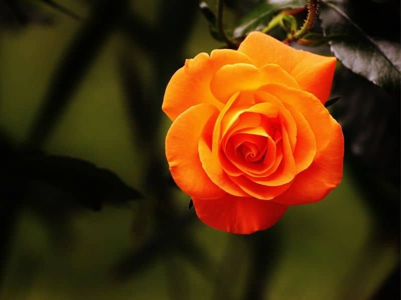 orange flower pictures