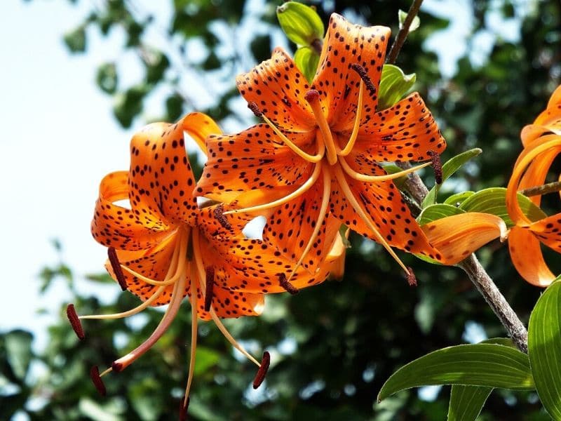 orange tiger lily