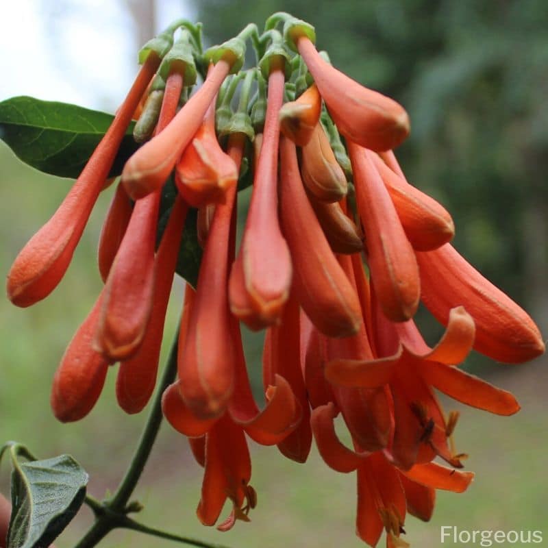 orange trumpet creeper