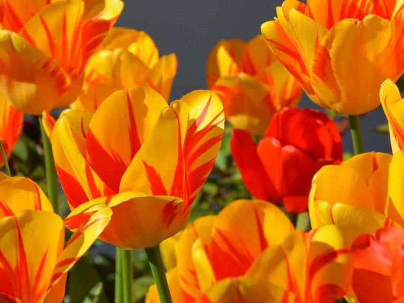 orange tulips