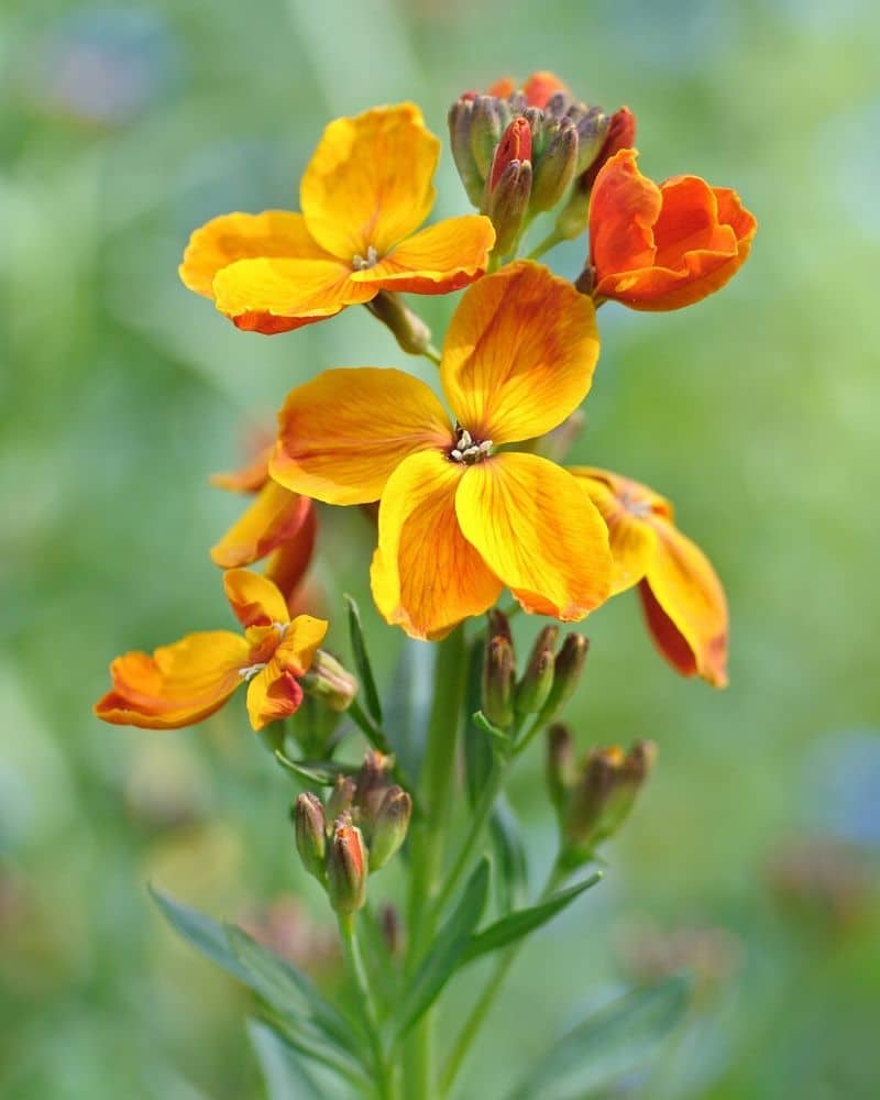 orange wallflower