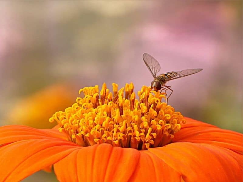 orange zinnia with bee