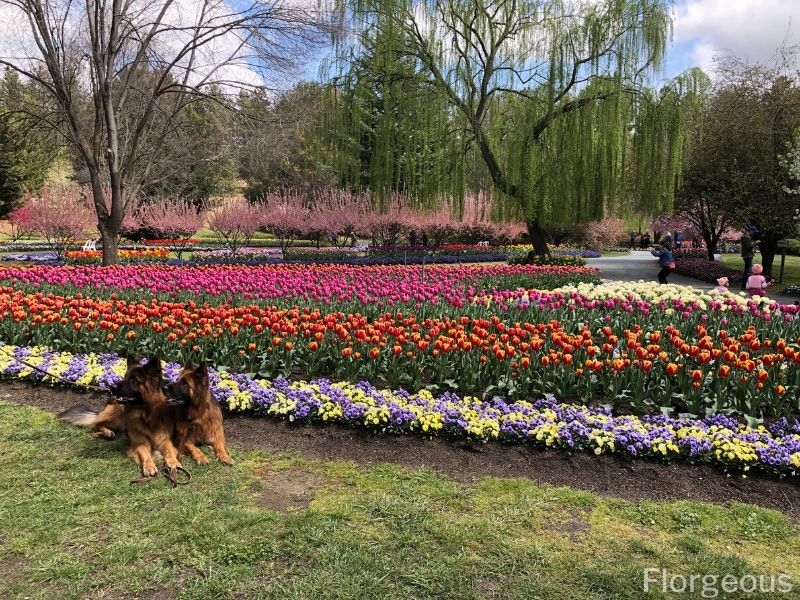 ornamental flowers