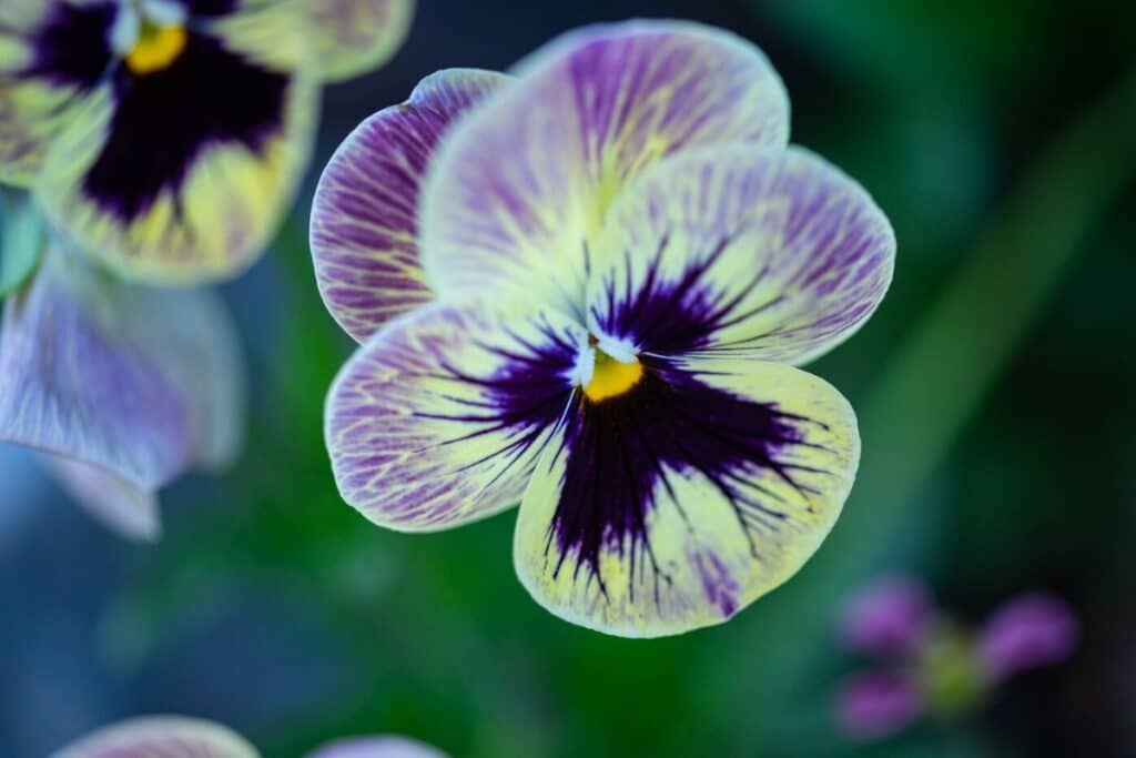 pansy flower meaning