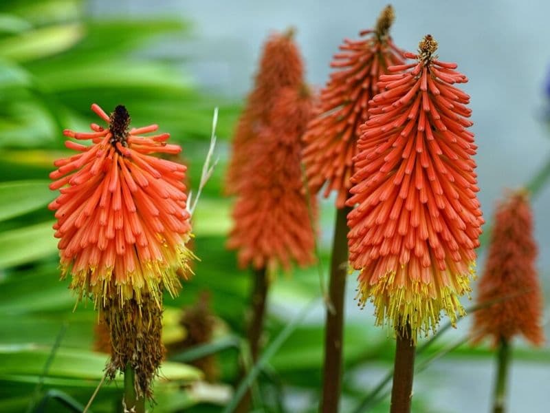 red hot poker