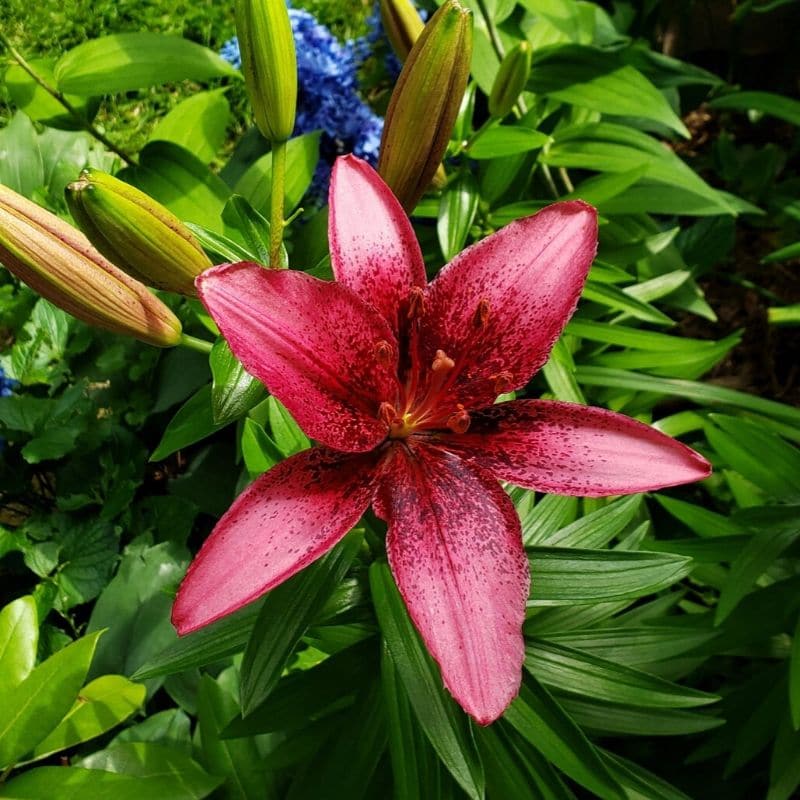 red oriental lily