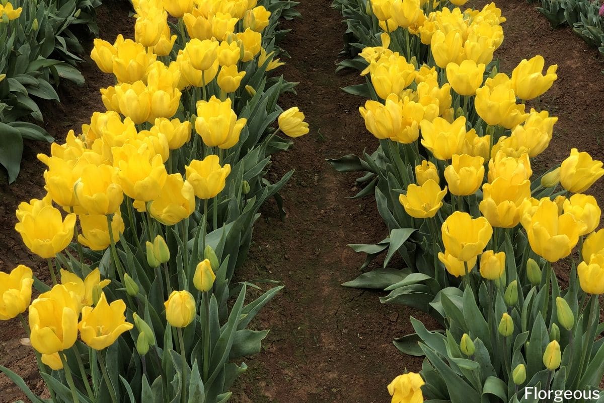 Amazing Meaning And Symbolism Of Tulip Flower And Color Florgeous