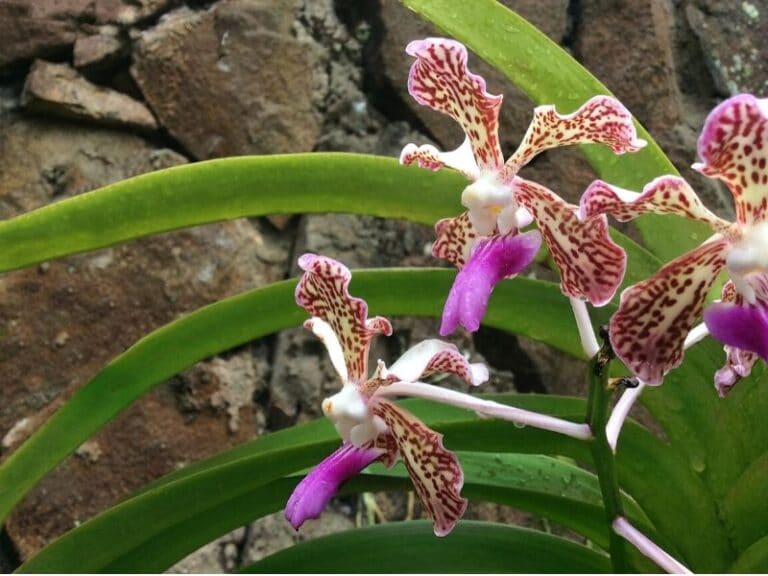 Vanda Orchids: Types, How to Grow and Care | Florgeous