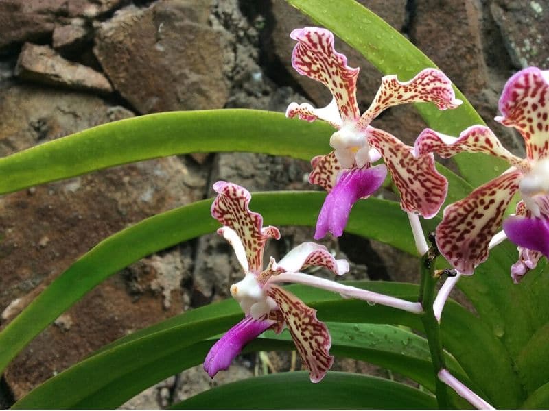 vanda orchid plant