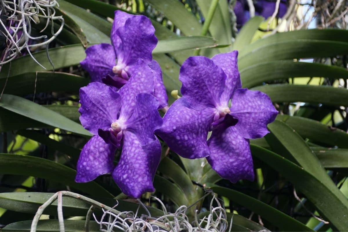 Vanda tricolor ´Rasperry Dream´Hybride NEW Duft Orchidee Orchideen 