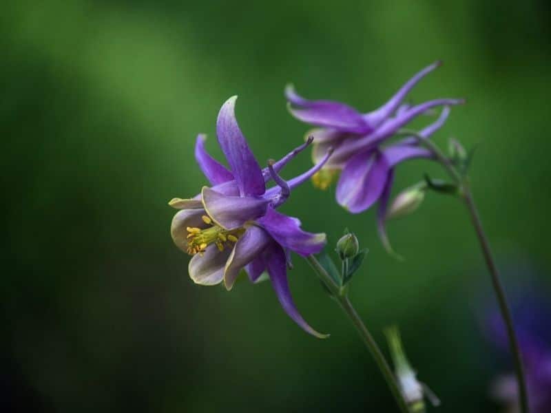 violet columbine