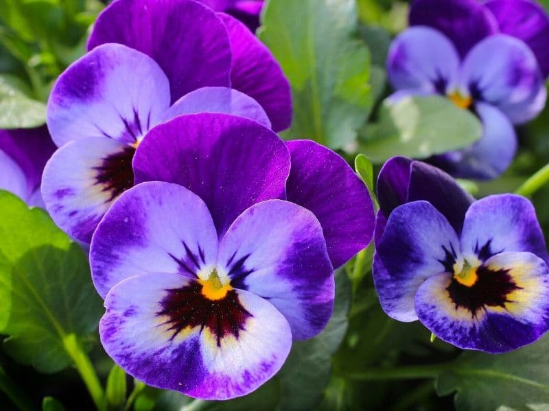 violet pansies