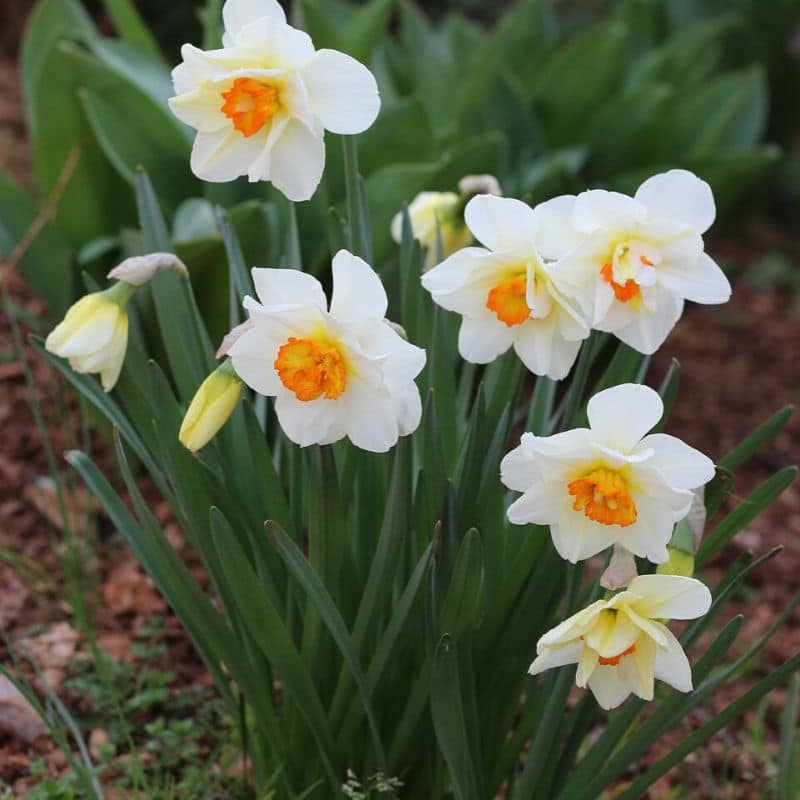 white daffodil flowers
