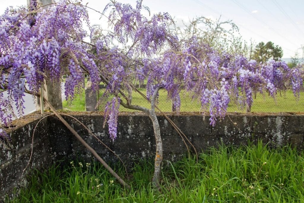 wisteria symbolism