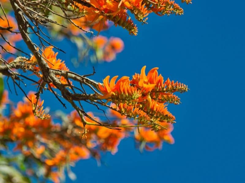 wood tree orange flowers