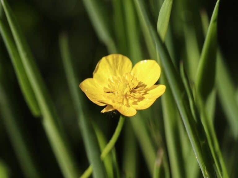 Buttercup Flower Meaning and Symbolism by Color