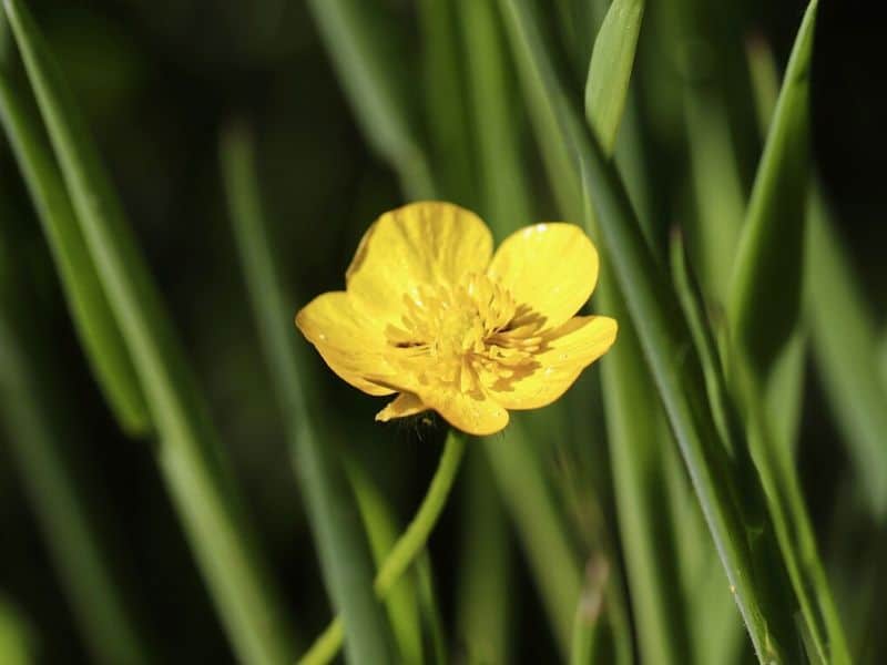 yellow buttercup flowers coloring pages