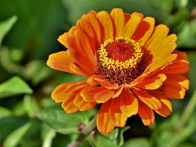 yellow zinnia