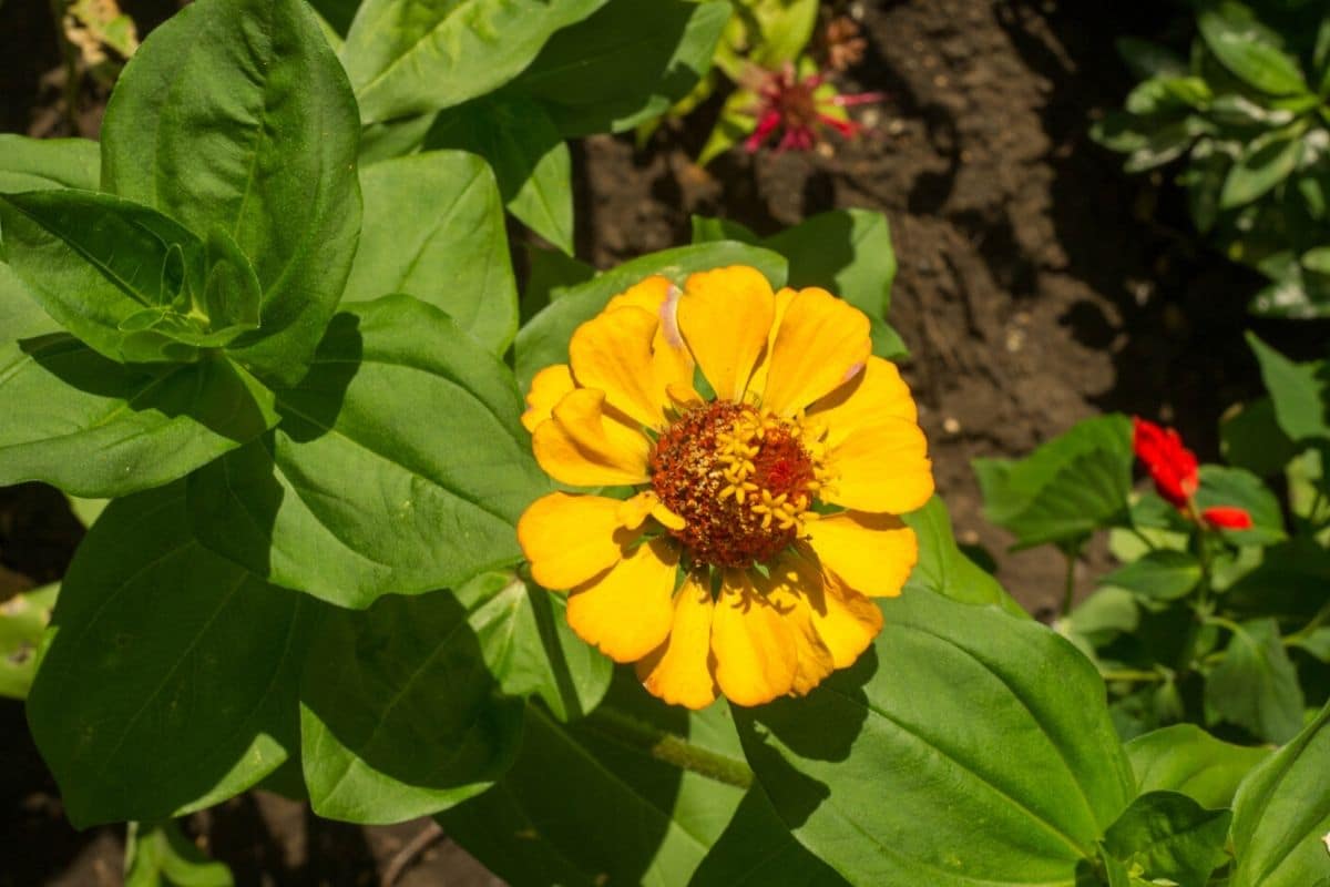 Amazing Meaning And Symbolism Of Zinnia Flower And Color Florgeous