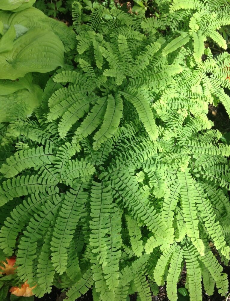 Maidenhair Fern (Adiantum) How To Grow and Care