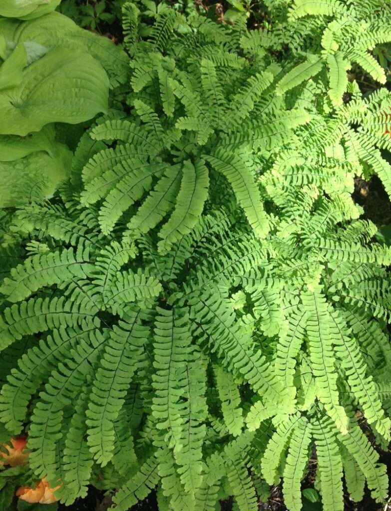 Adiantum 