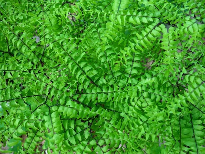 adiantum pedatum