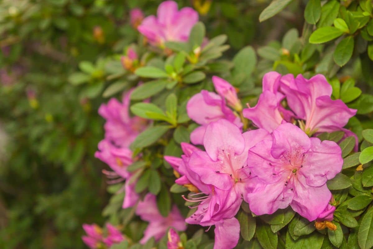 A tribute to my Grandpa who passed away last week unexpectedly After he  served in WW II he ran one of the largest rhododendron nurseries in the  US He loved his rhododendrons