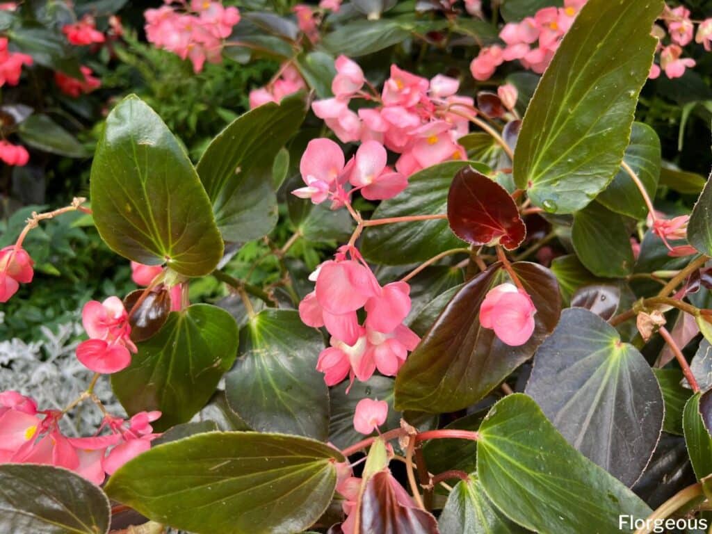 begonia flowers