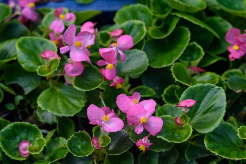 wax begonia care outdoors