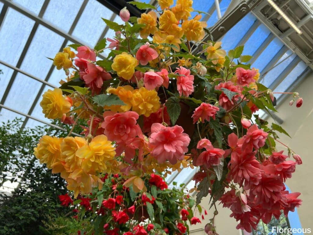 begonias in hanging basket